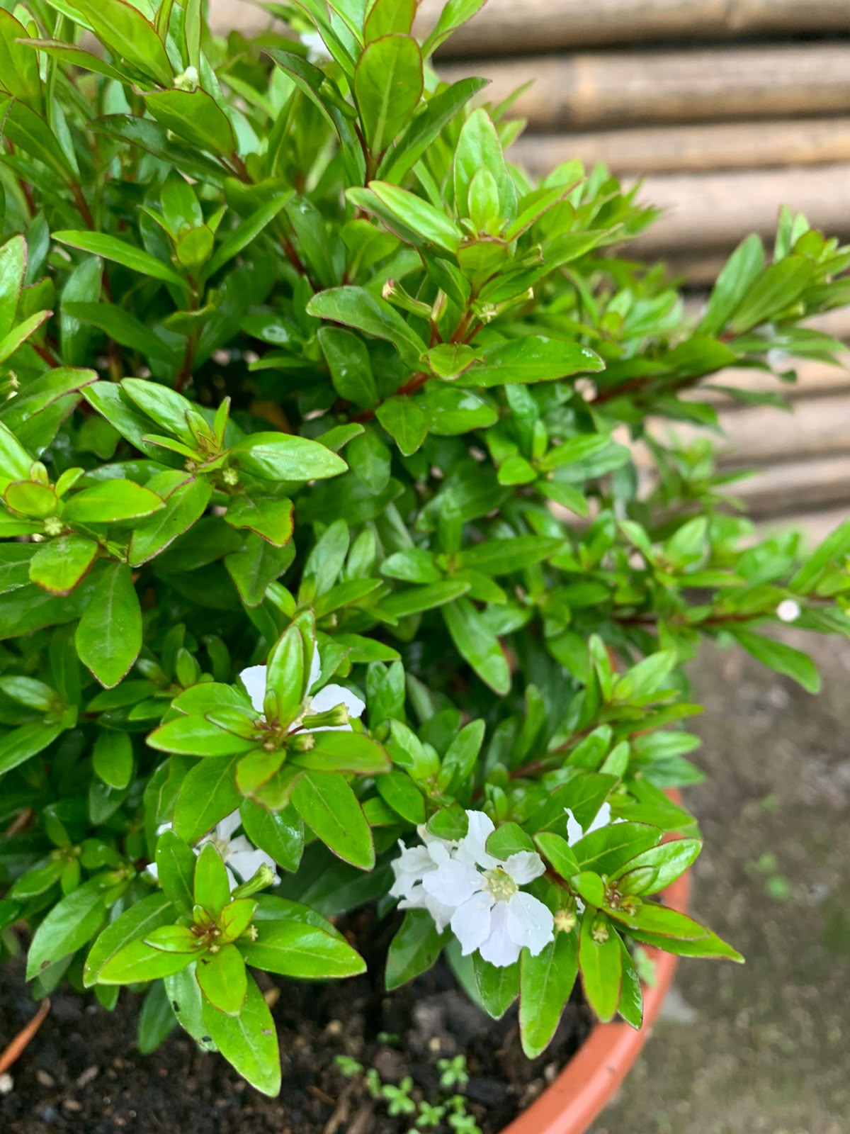 Veronica colombiana blanca (20 cm)
