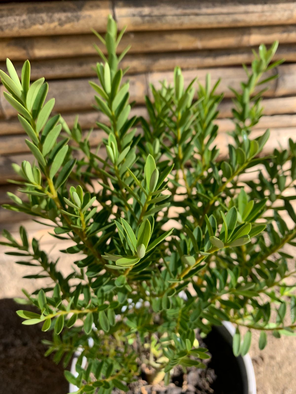 Verónica postratta blanca