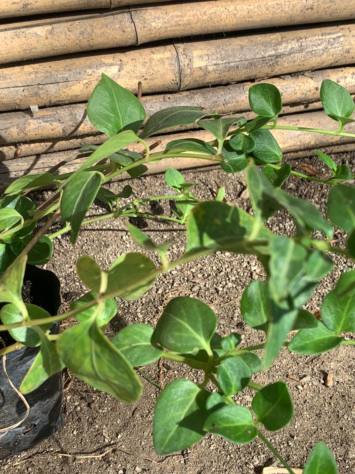 Vinca