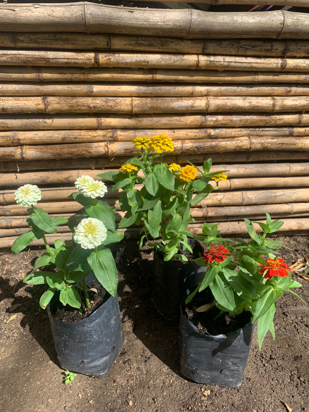 Zinnia