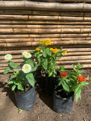 Zinnia