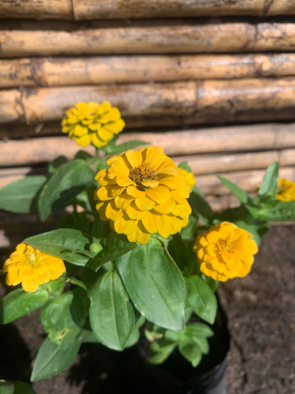Zinnia