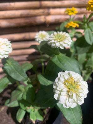 Zinnia