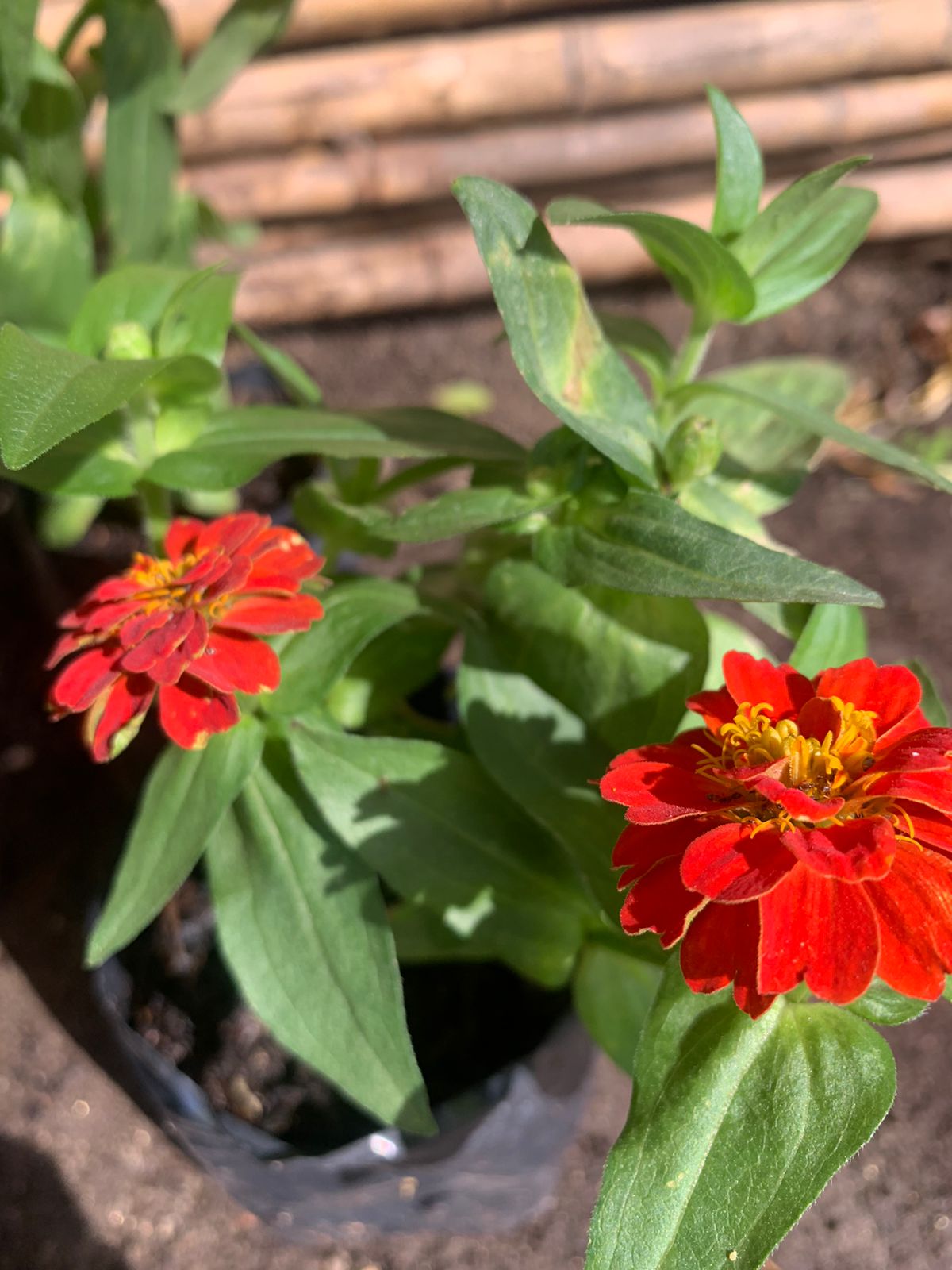 Zinnia