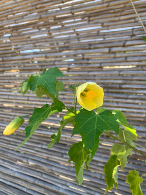 Abutilón Amarillo