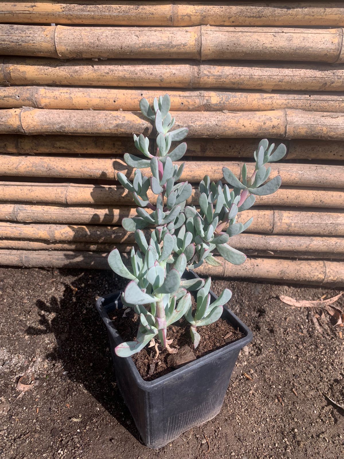 Cotyledon Orbiculata
