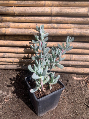 Cotyledon Orbiculata