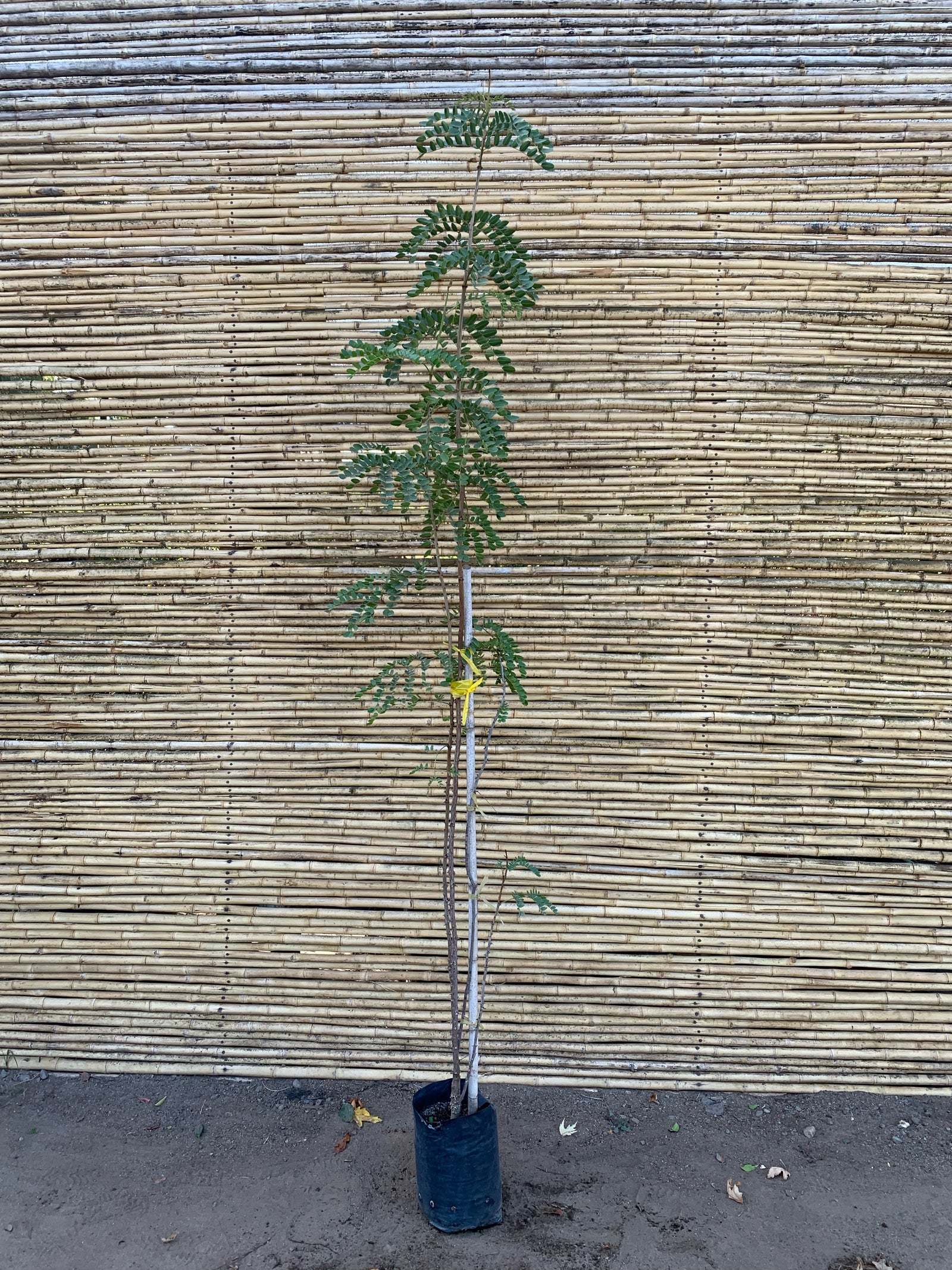 Tara spinosa - Caesalpinia spinosa