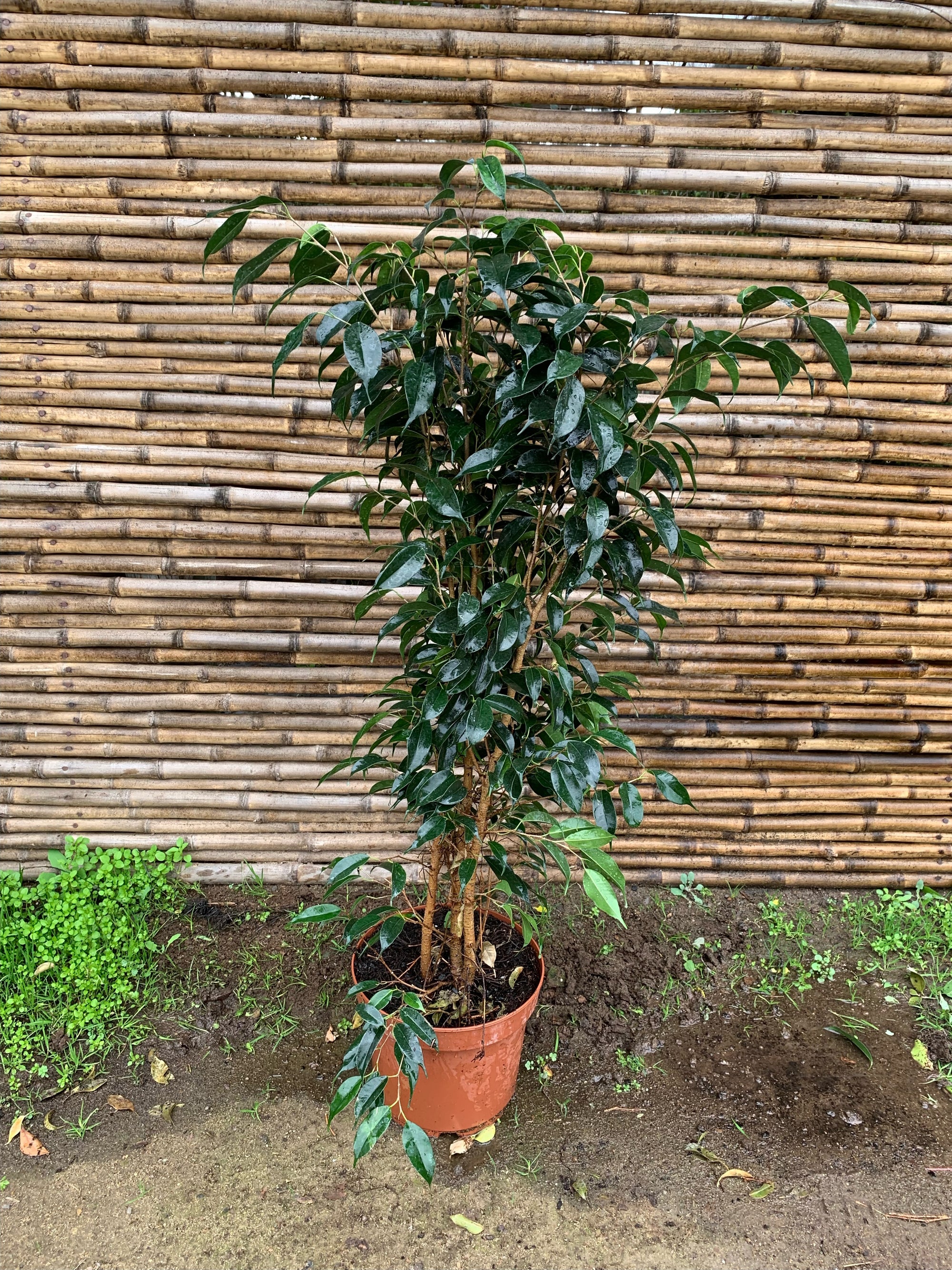 Ficus Danielle (0.8 m)