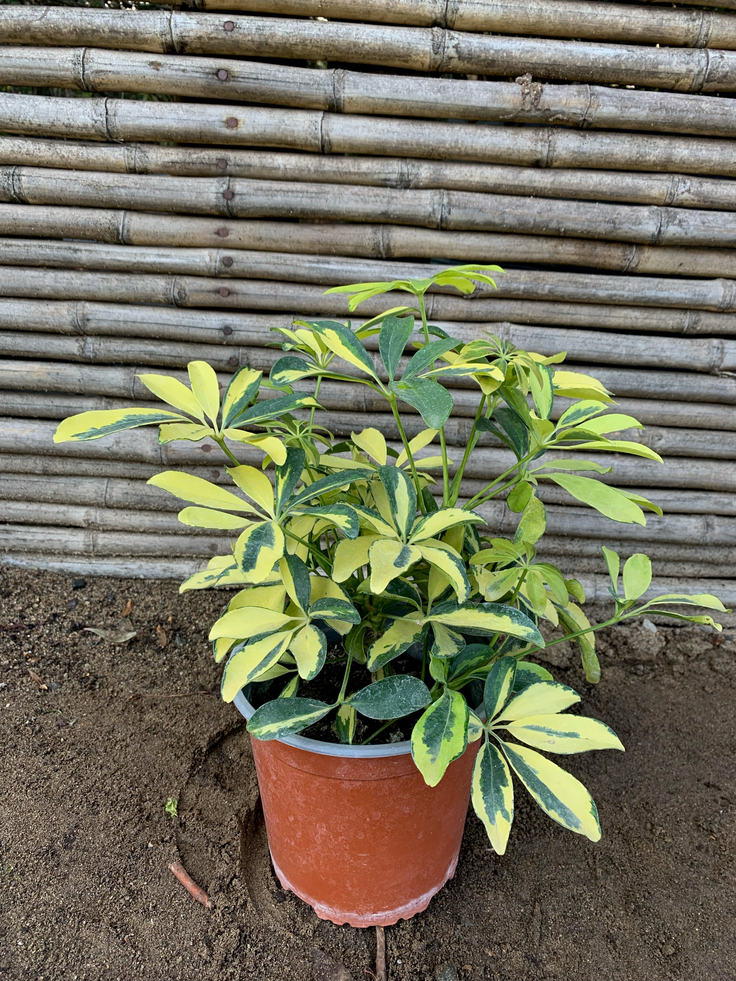 schefflera arboricola características Cheflera - Schefflera arboricola (Variegada) (0.3-0.4m)