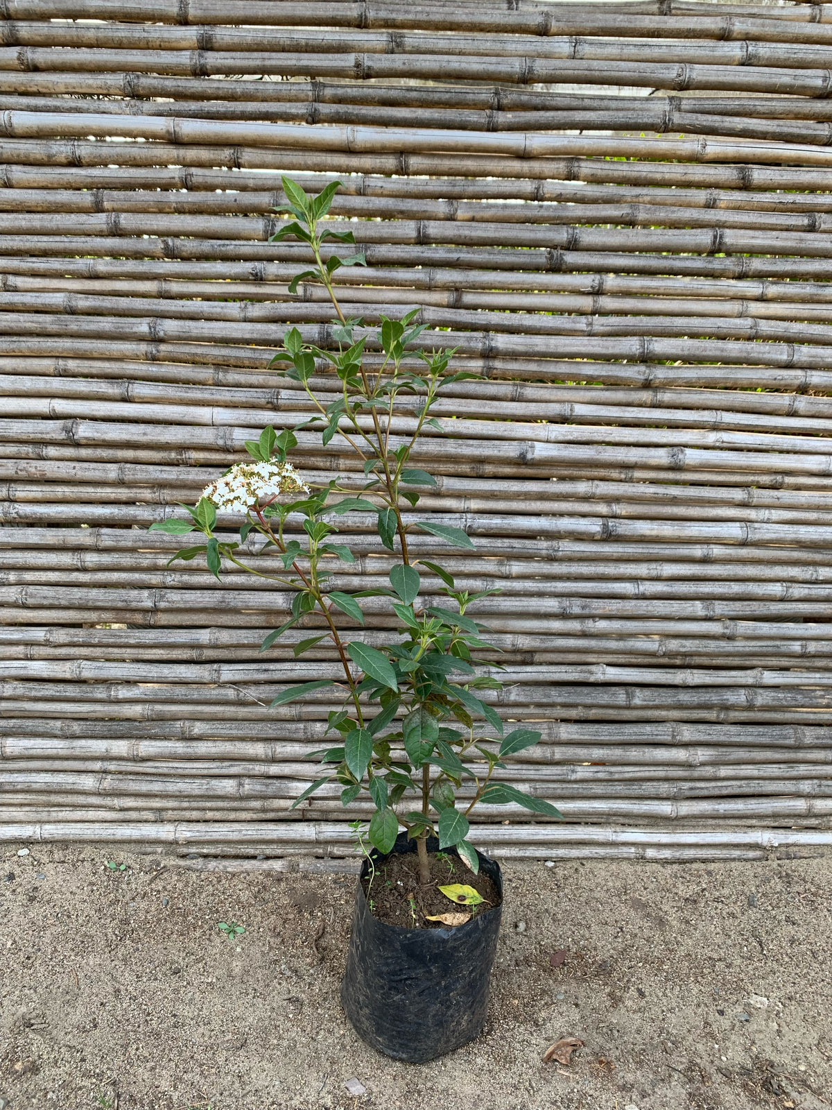 Laurentina - Viburnum tinus (2)