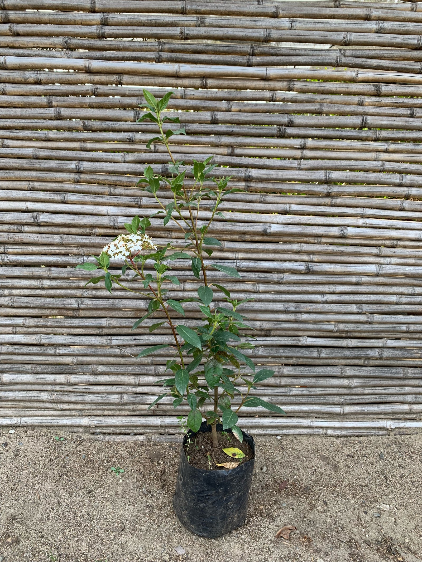 Laurentina - Viburnum tinus (2)