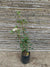 Laurentina - Viburnum tinus (2)