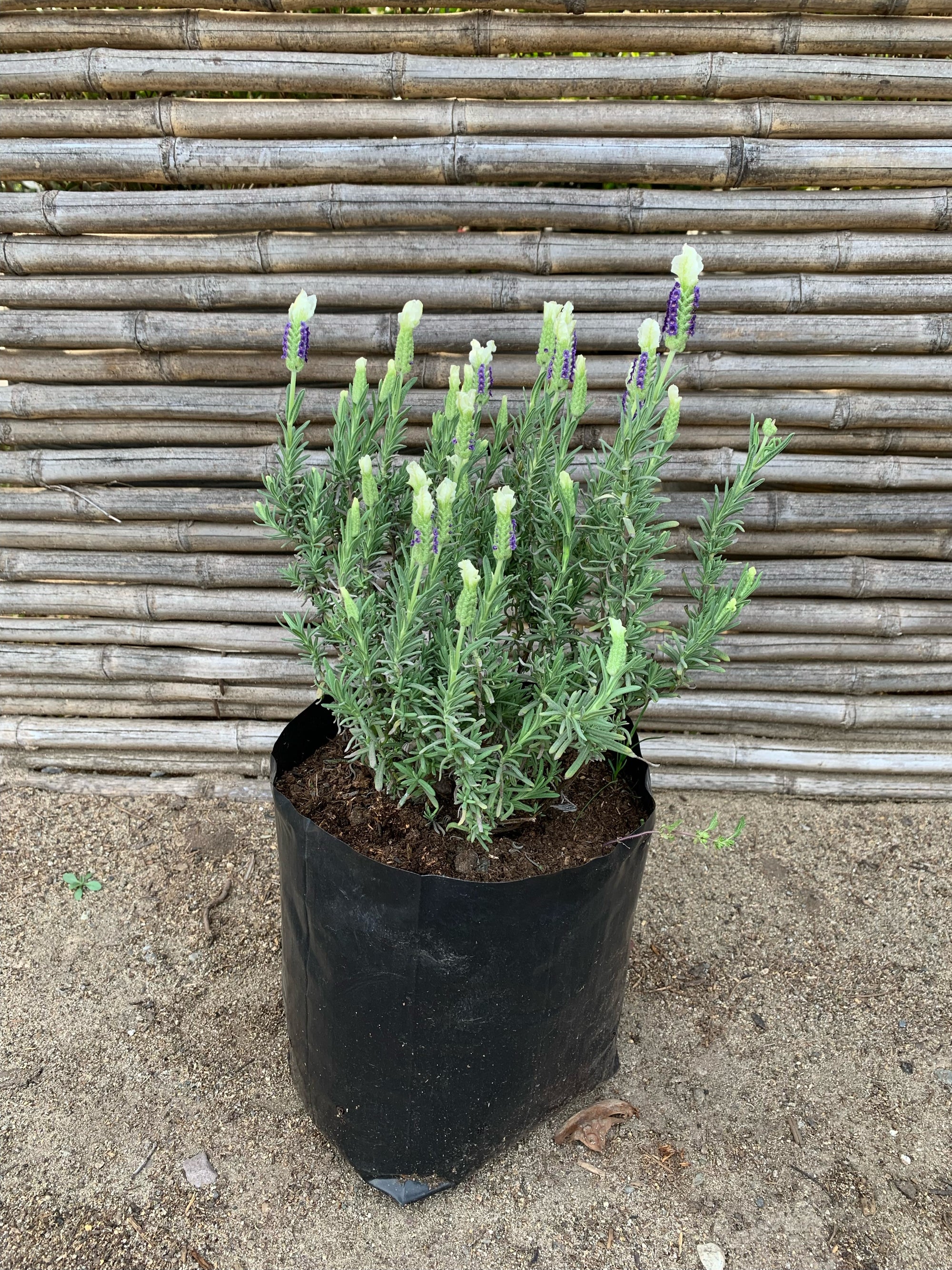 Lavanda Stoeacha - Lavándula Stoeachas  (0.25-0.3 m)