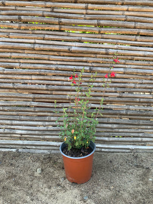 Salvia Roja - Salvia Microphylla  (30 cm)