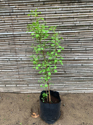 Ginkgo biloba (1.0-1.2m)