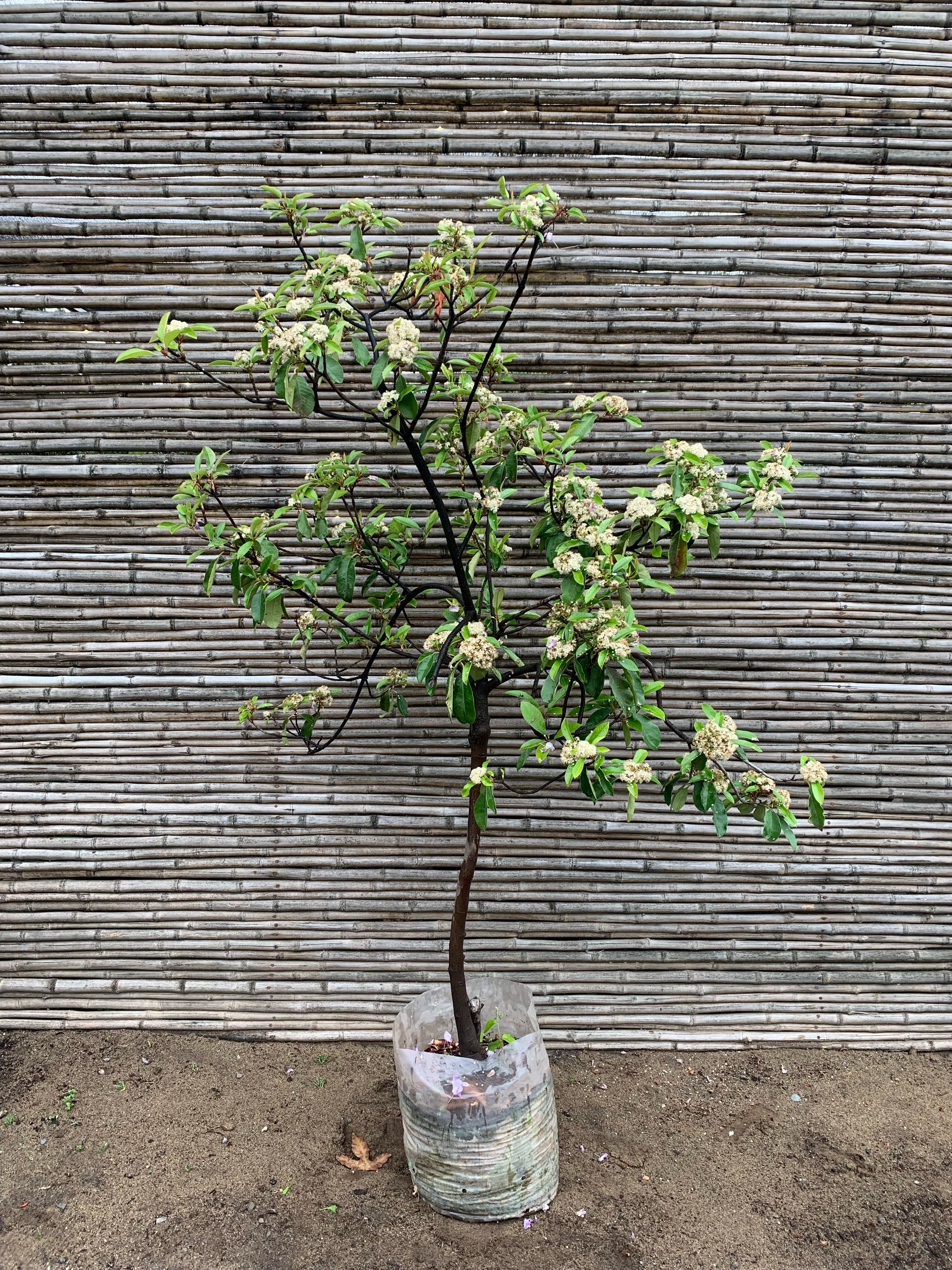 Photinia - Photinia Serrulata (1.2-1.5)