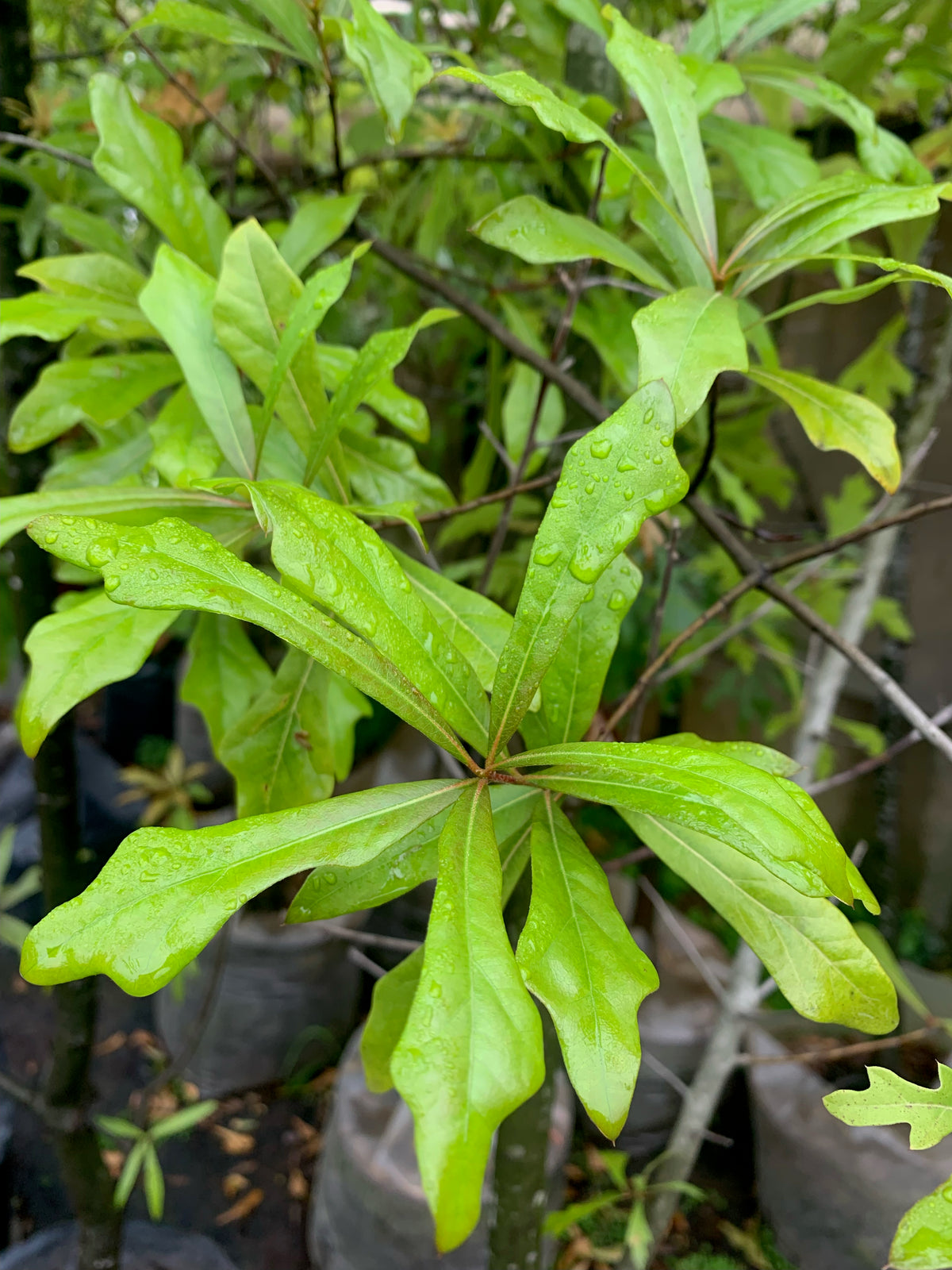 Roble Américano - Quercus rubra