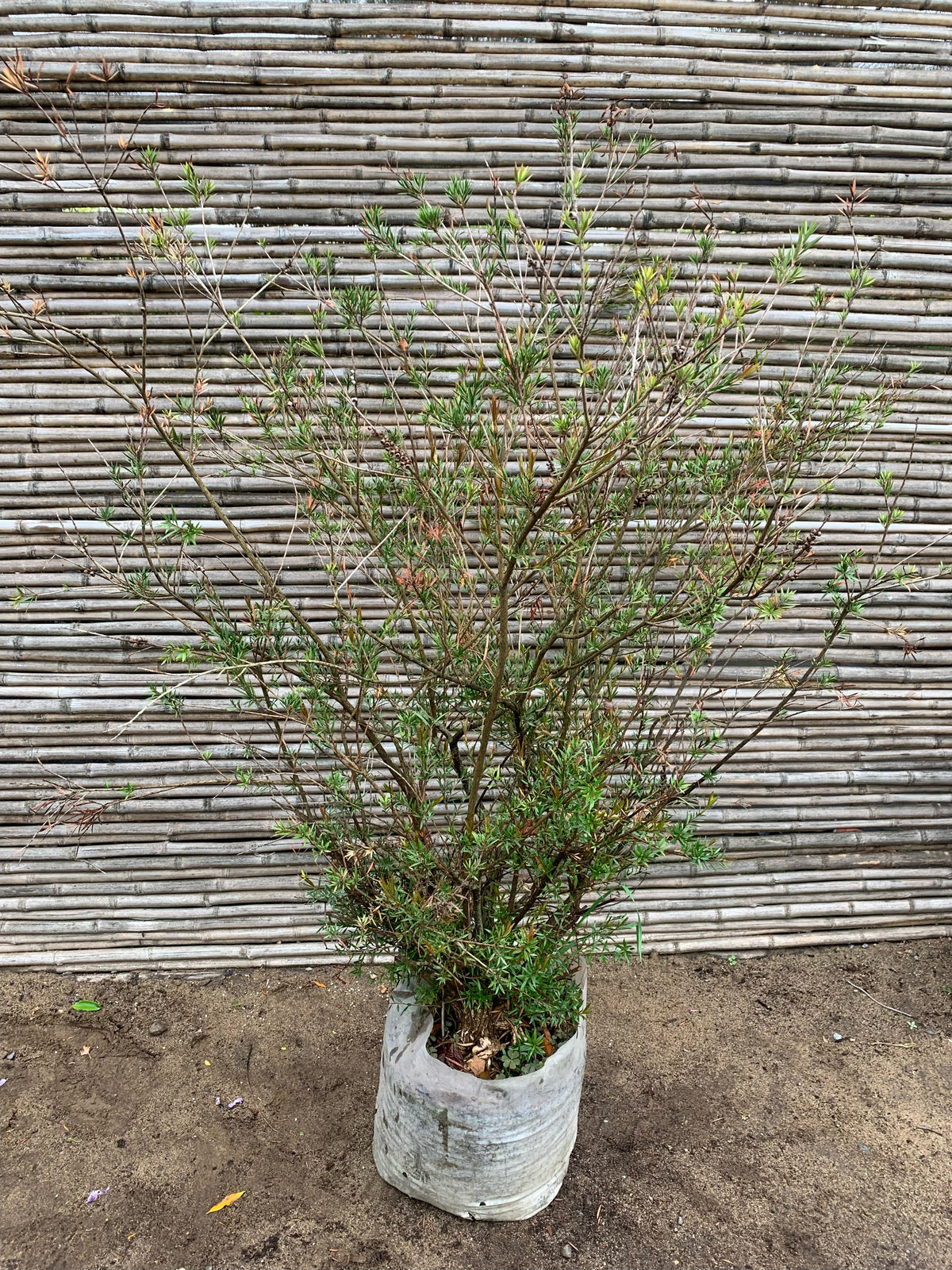 Calistemo - Callistemón