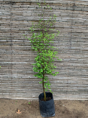 Haya Blanca - Fagus Sylvatica