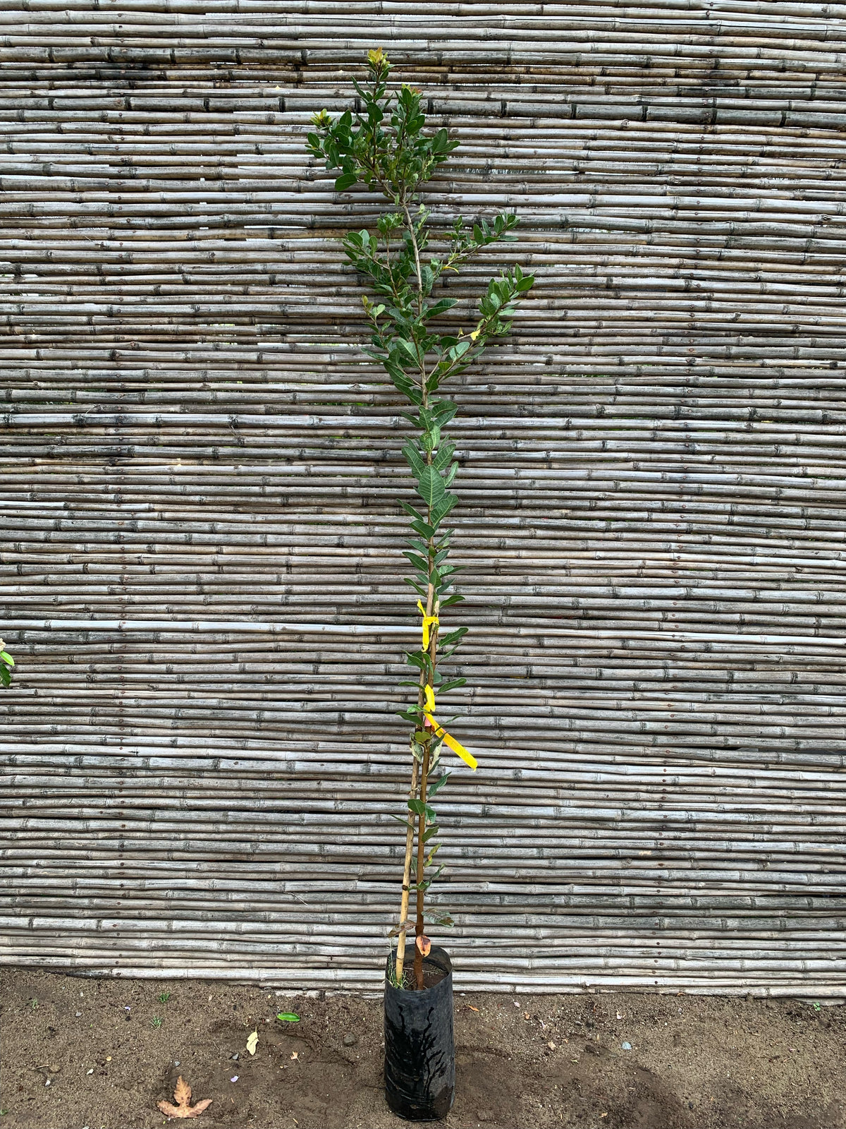 Litre - Lithraea caustica