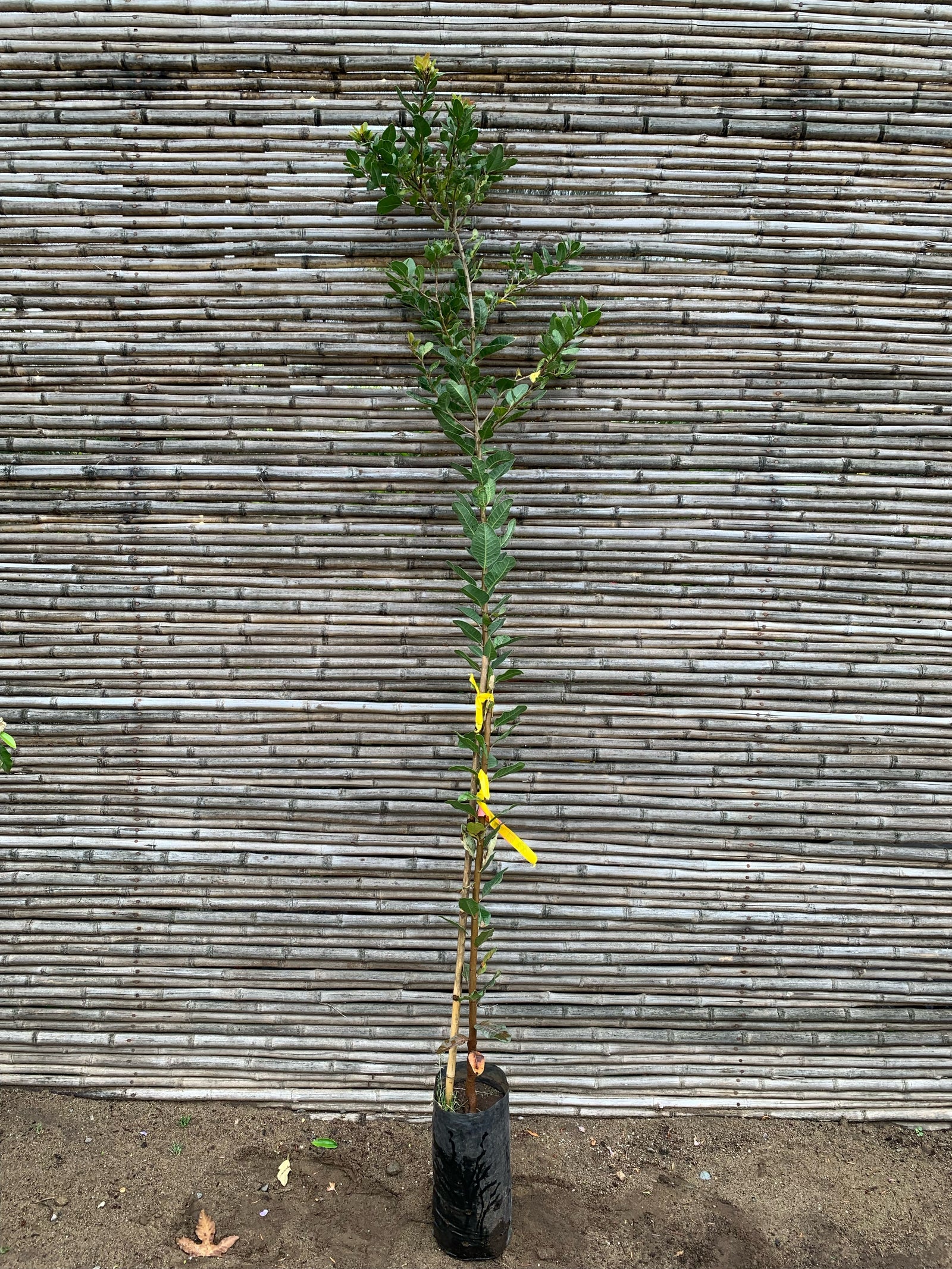 Litre - Lithraea caustica