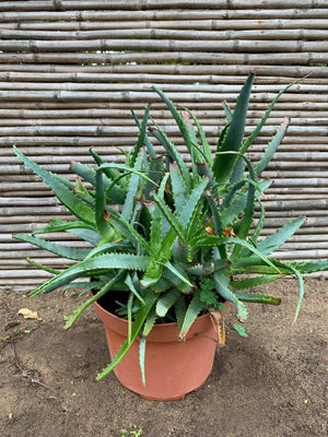 Aloe arborescens