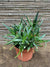 Aloe arborescens