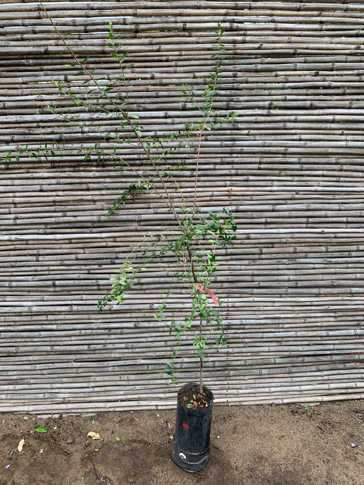 Maitén - Maytenus boaría (1.4m)