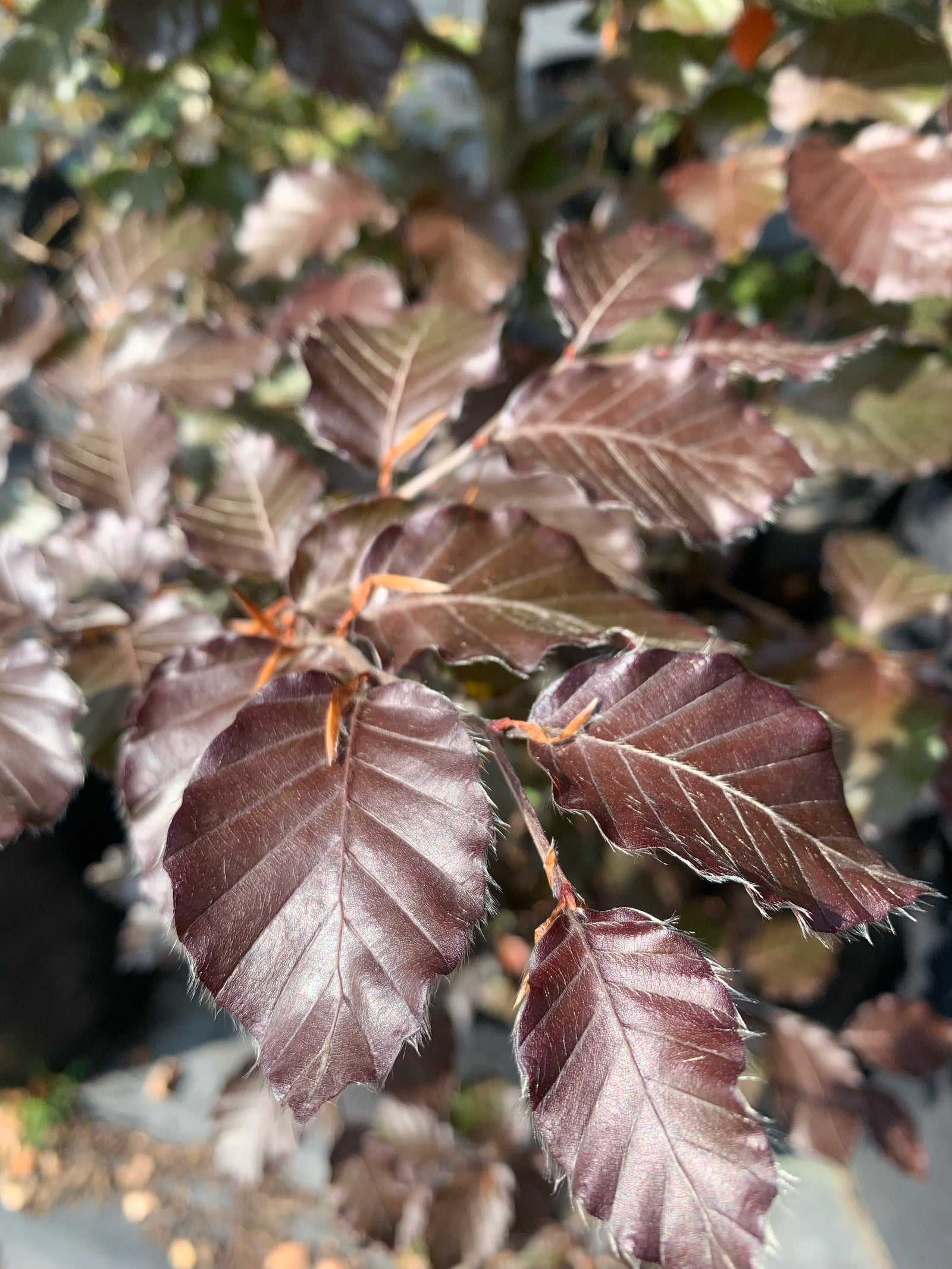 Haya Roja - Fagus Sylvatica Atropurpurea