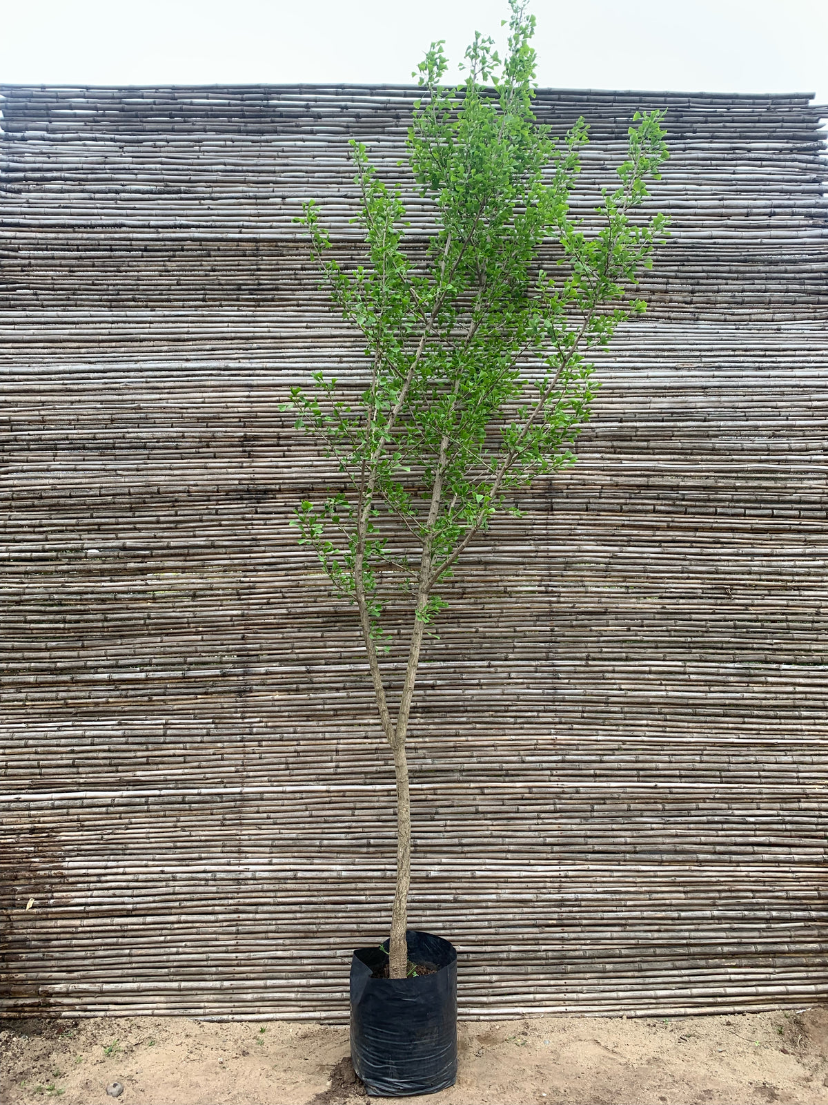 Ginkgo biloba (+ de 4.0m)
