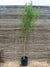 Ginkgo biloba (4.0m)