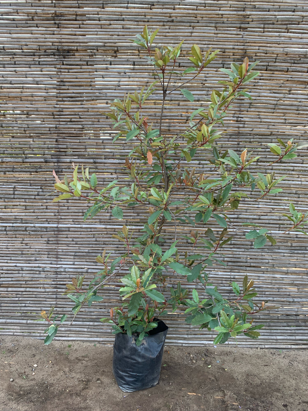 Photinia - Photinia Serrulata ( 1.5-1.7m )
