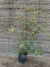 Photinia - Photinia Serrulata ( 1.5-1.7m )
