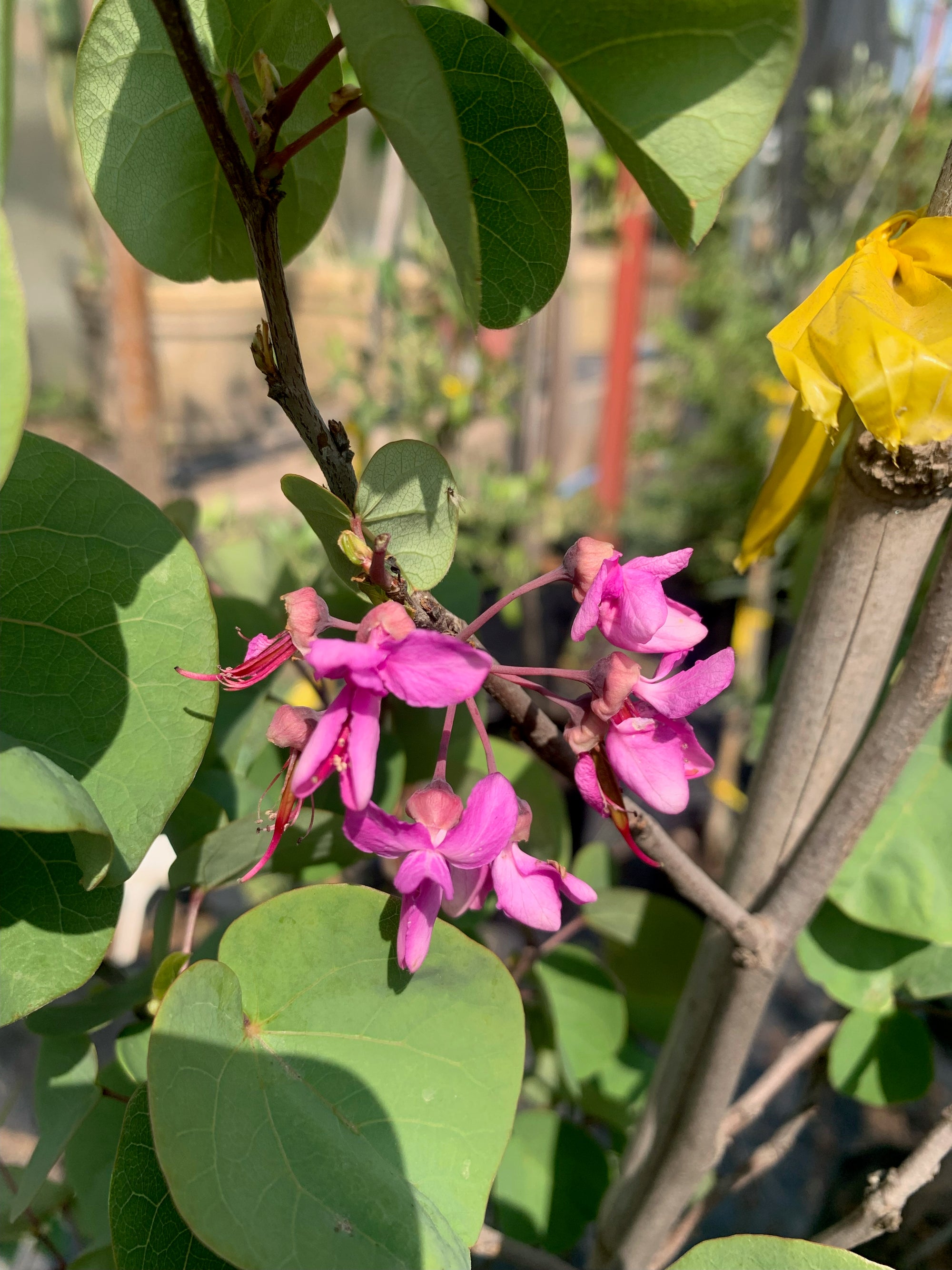 Árbol de Judea - Cercis Siliquastrum