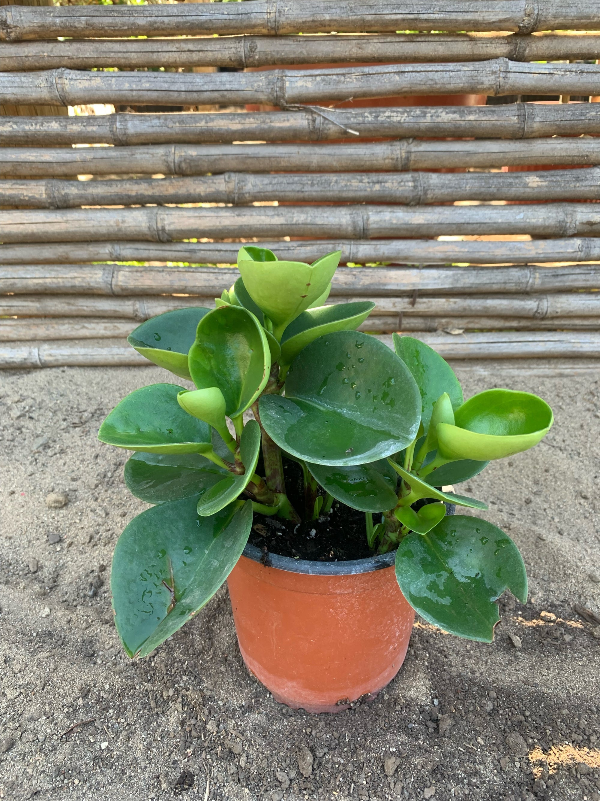 Peperomia obtusifolia