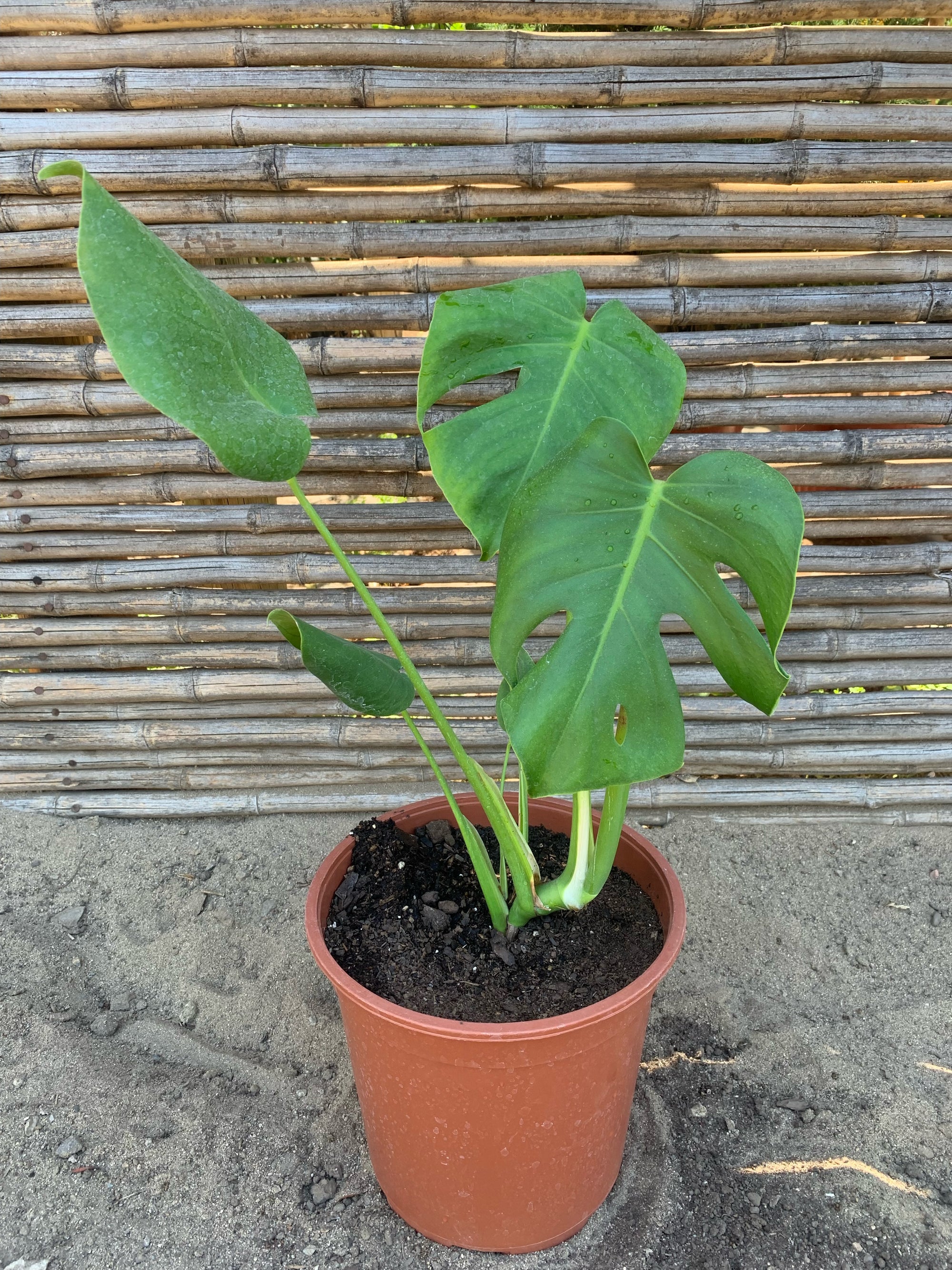 Philodendron Monstera - Monstera deliciosa