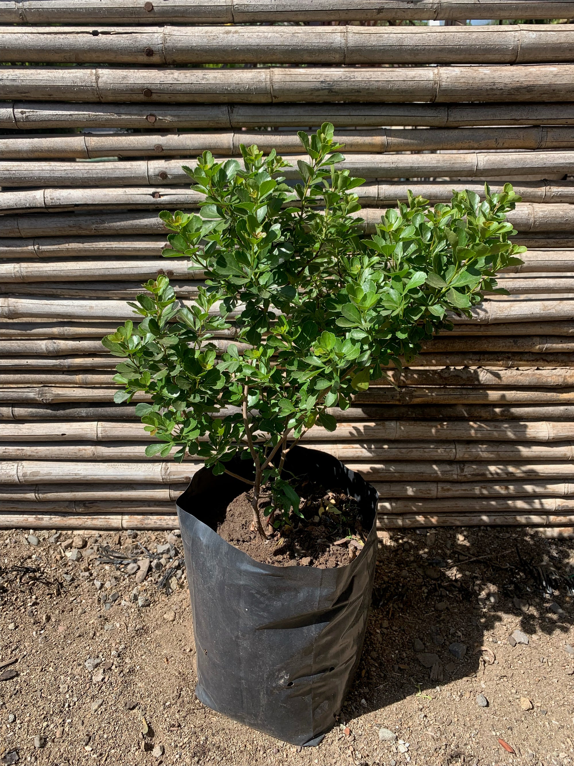 Rhus - Rhus Crenata (40-50cm)