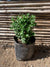 Boj verde - Buxus Sempervirens (0.2m)