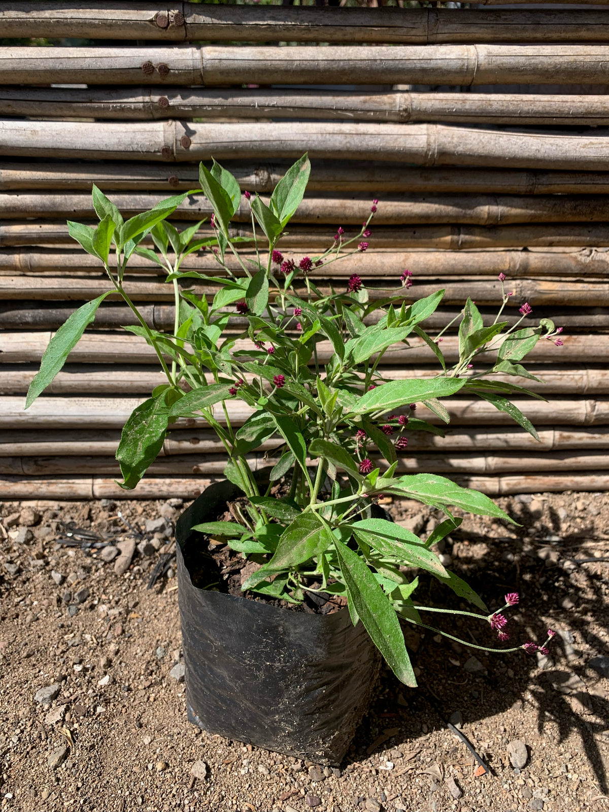 Rubi - Gomphrena Rubi