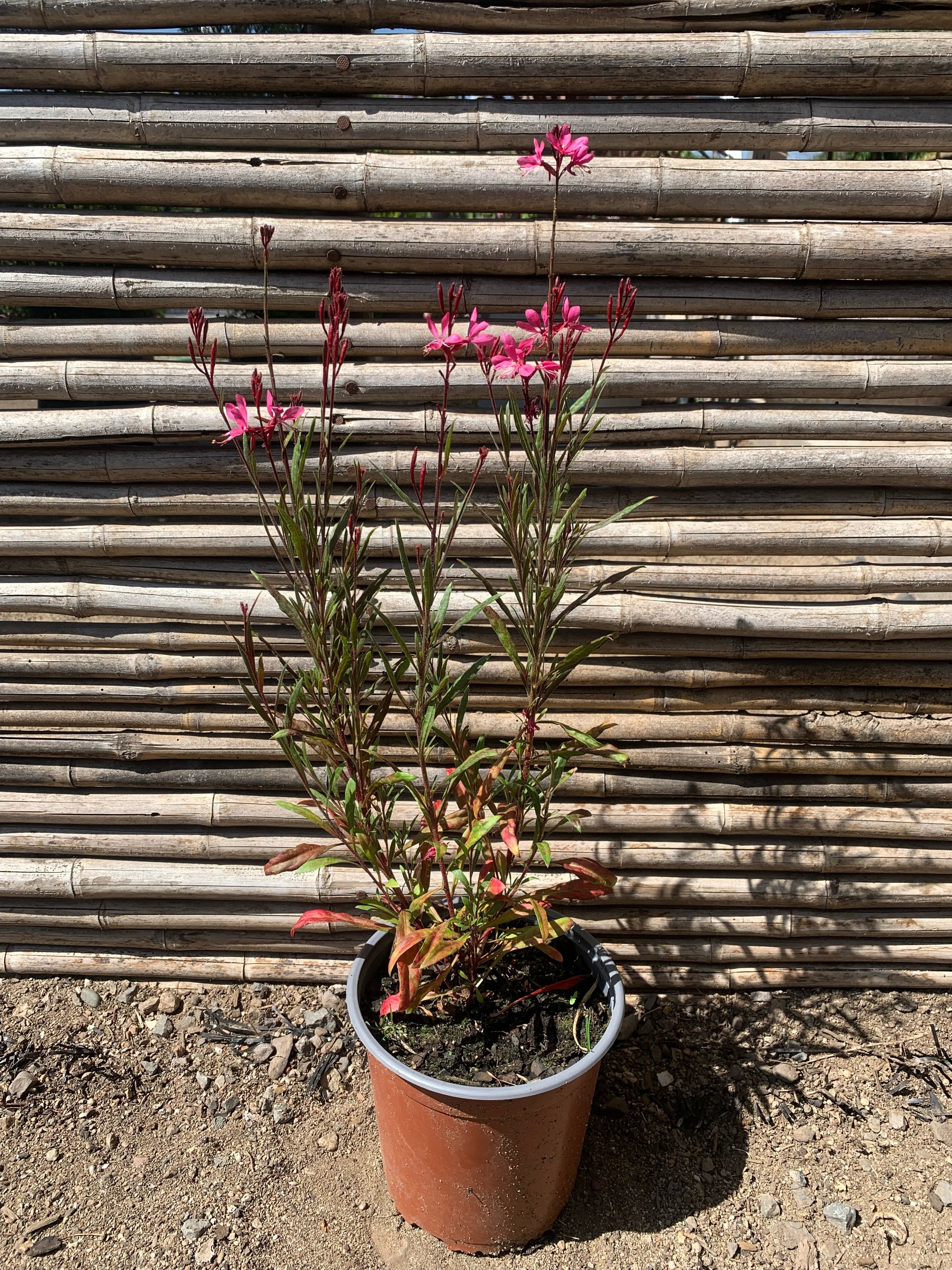 Gaura Rosada