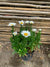 Shasta daisy - Leucanthemum x superbum