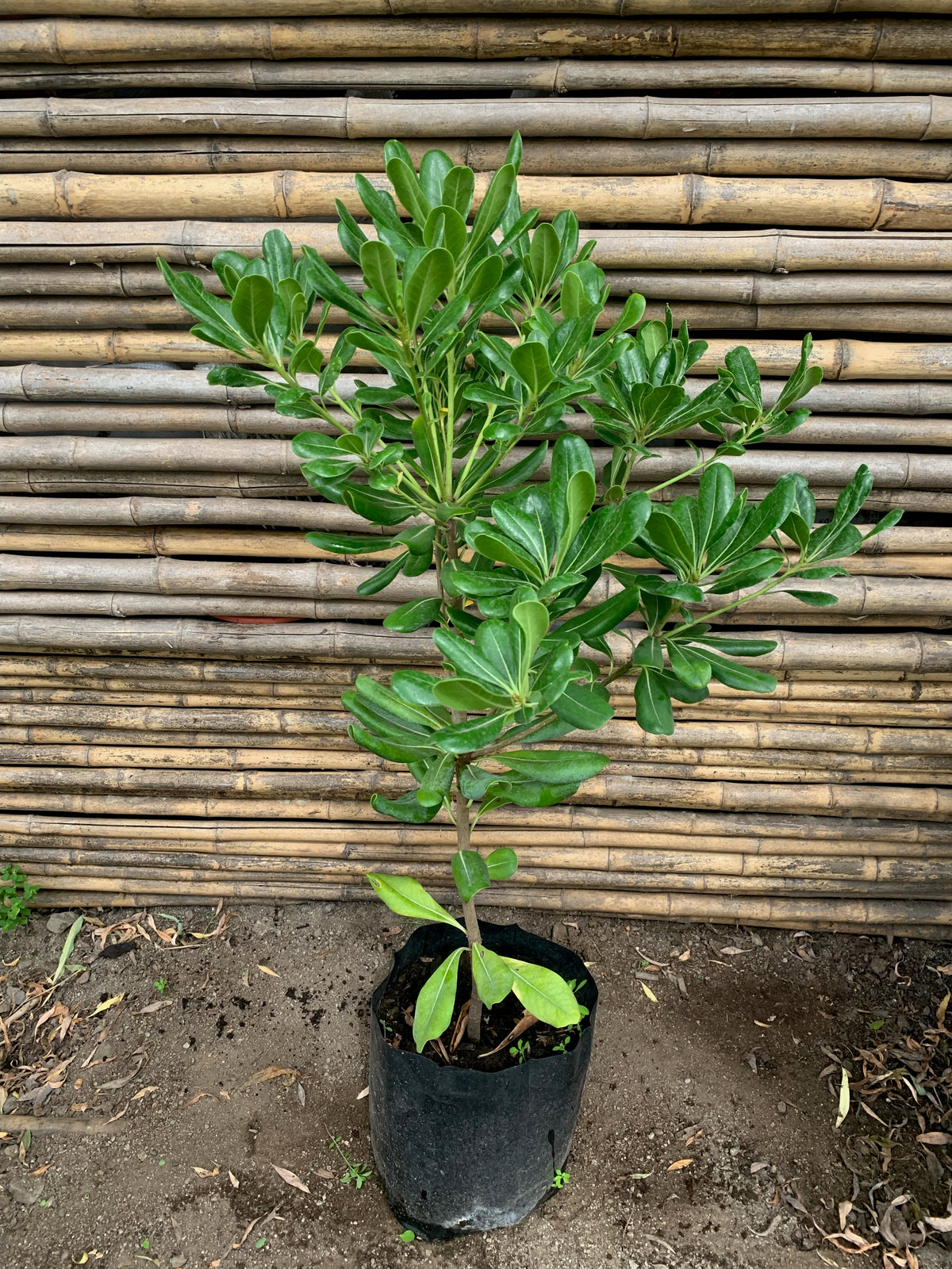 Pitosporo Tobira Arbustivo Verde