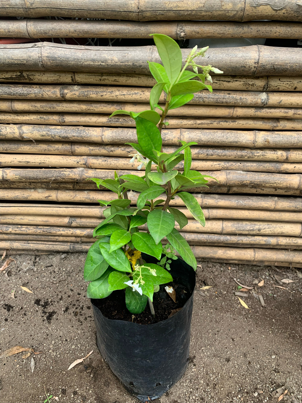 Jazmín Hélice - Trachelospermum Jasminoides (0.4-0.6 m)