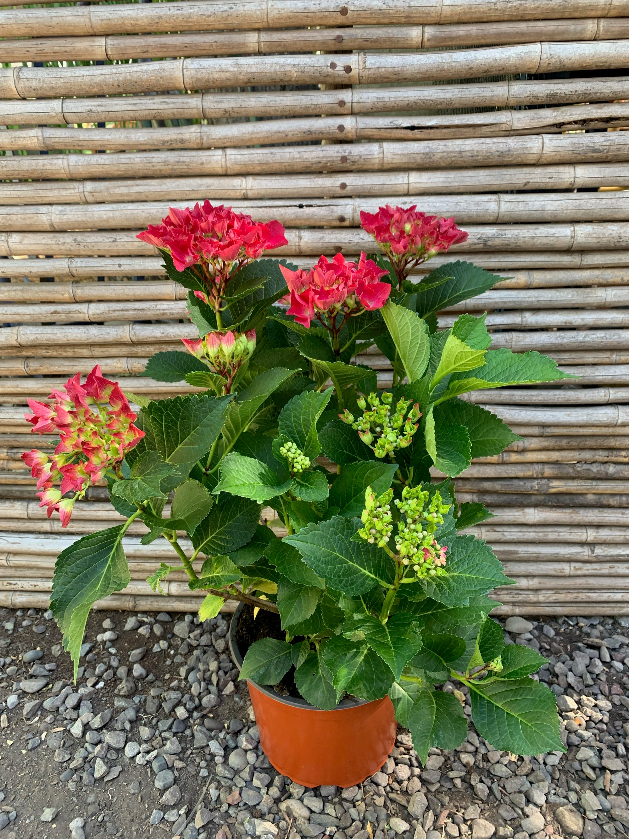 Hortensia - Hydrangea (60cm)