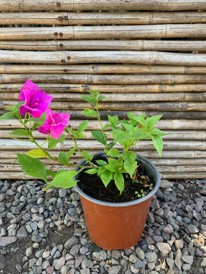 Bugambilia "Rastrera" - Bougainvillea