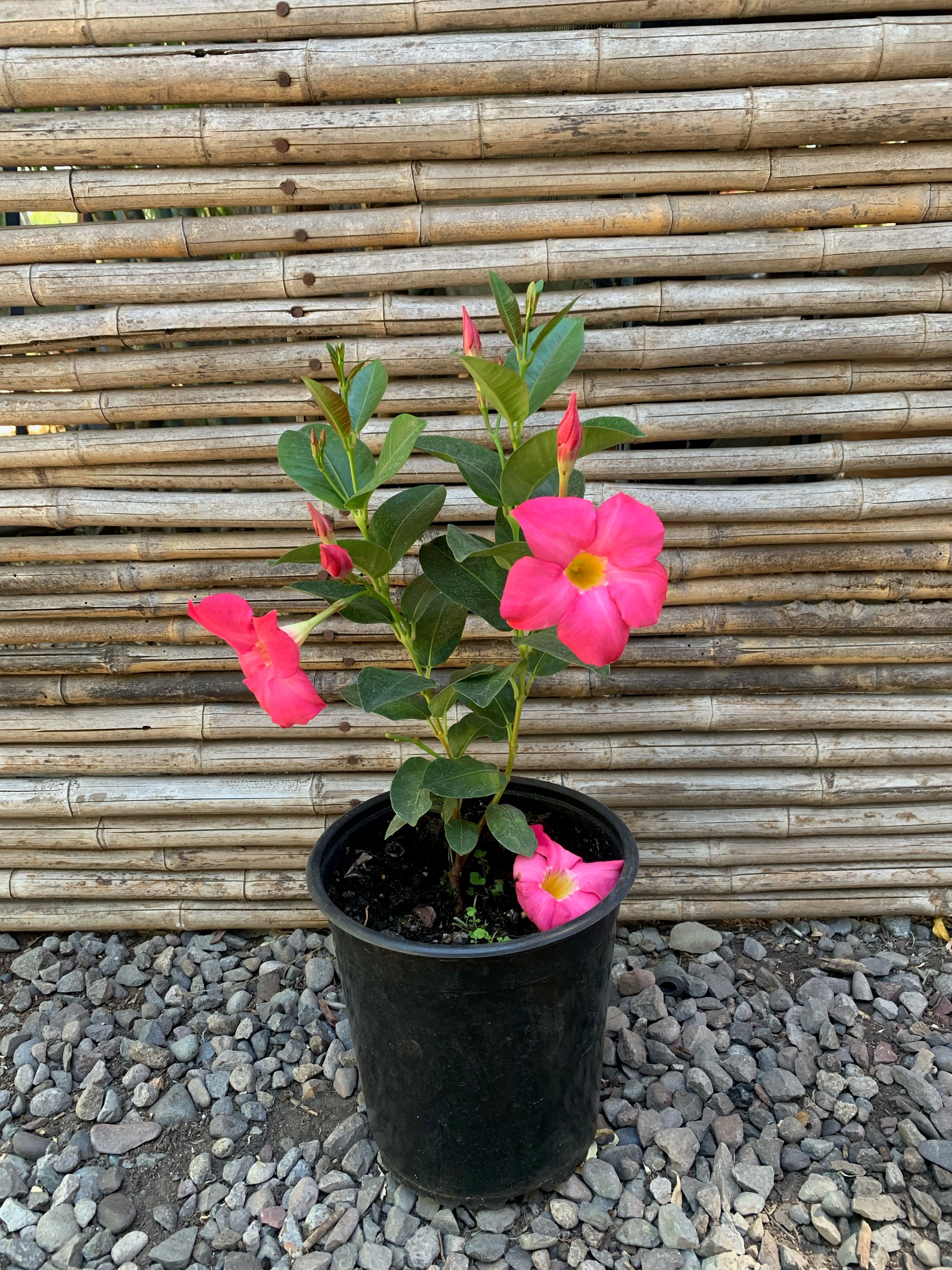 Dipladenia - Mandevilla