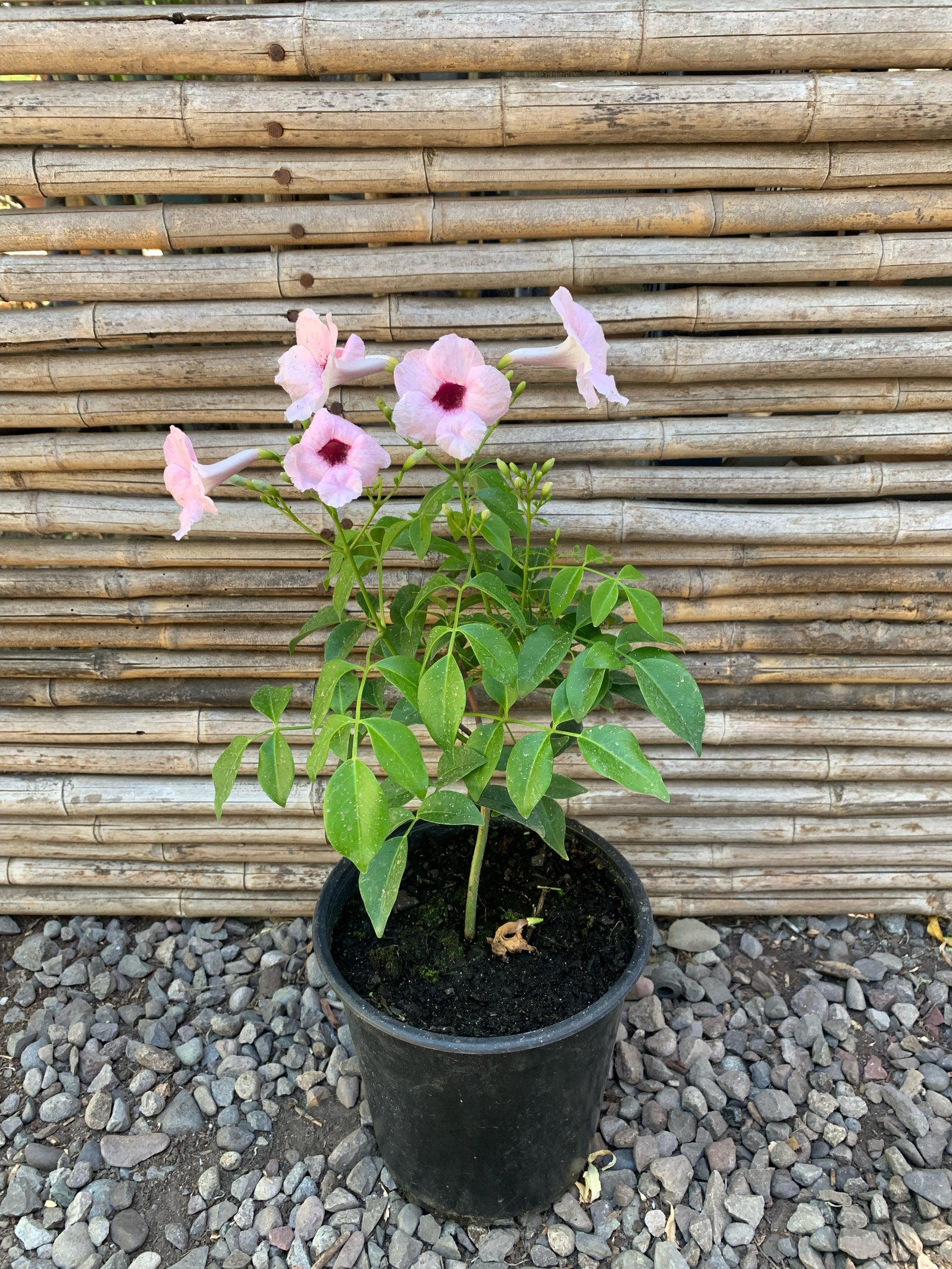 Bignonia Copa de Vino - Pandorea jasminoides
