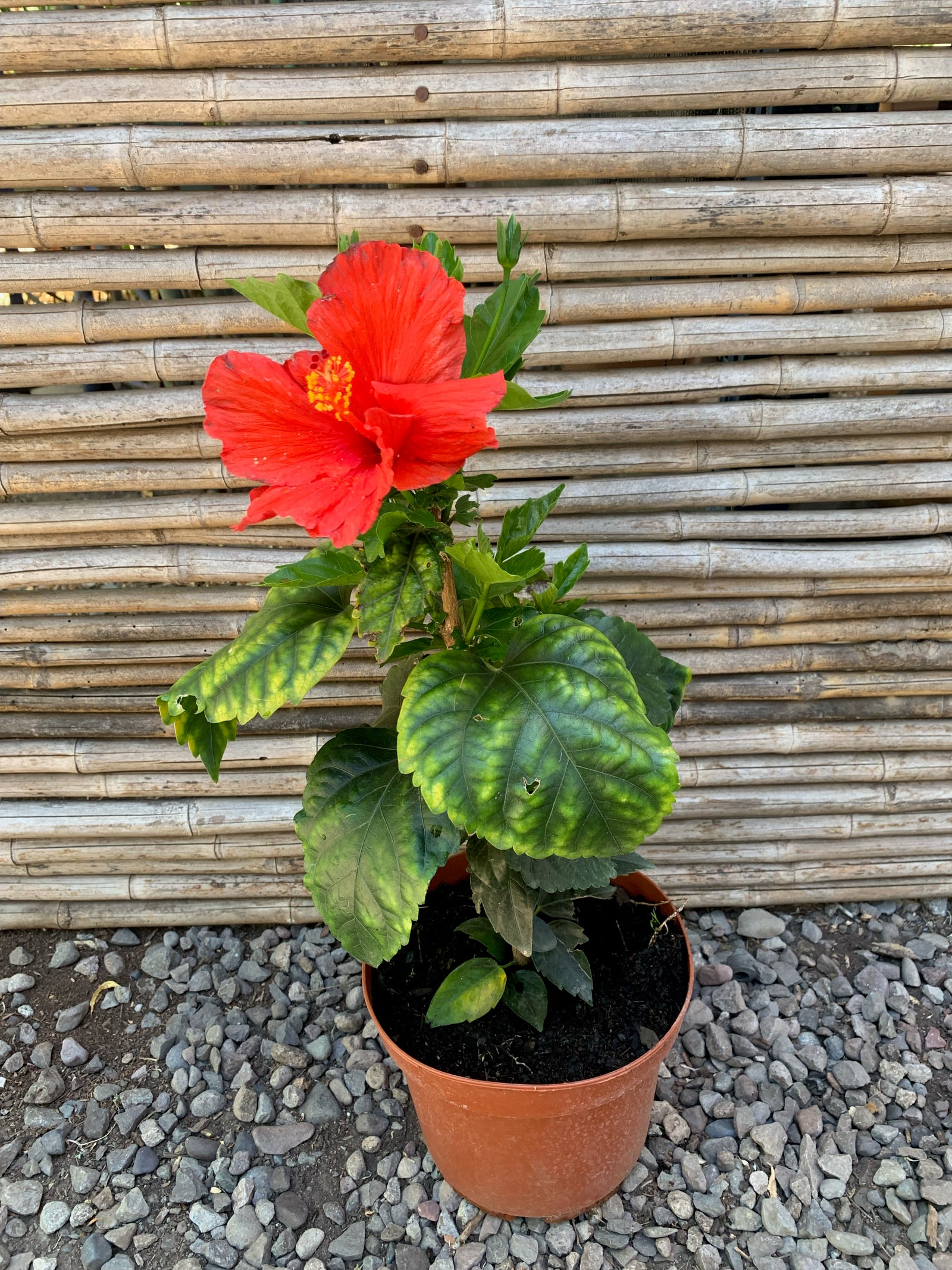 Hibisco - Hibiscus (variados colores)