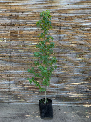 Liquidambar (2.5-2.8m)